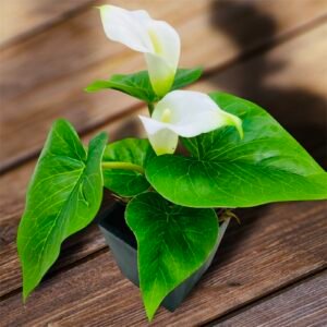 Faux White Calla Lily Plant