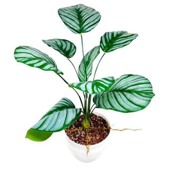 Artificial Calathea Orbifolia: Realistic Faux Plant for Effortless Decor - Image 2