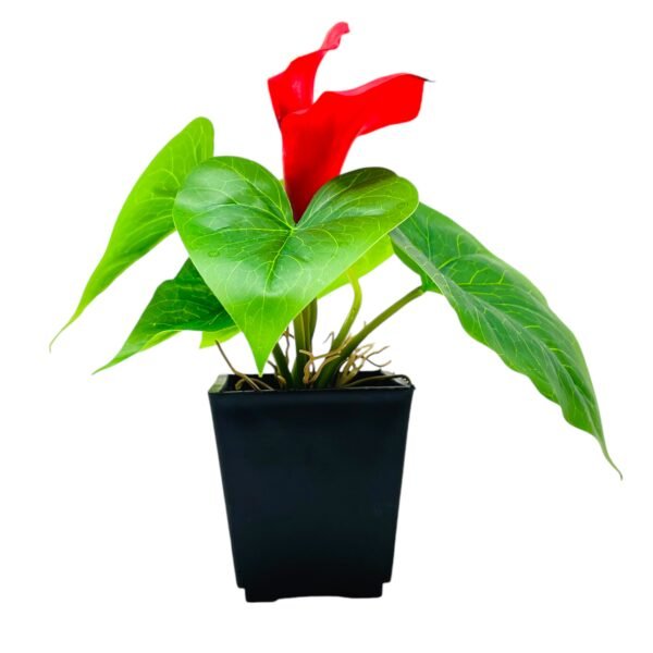 Vibrant Red Anthurium Artificial Plant in Black Pot - Image 8
