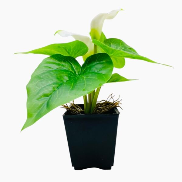 Faux White Calla Lily Plant in Black Pot - Image 2