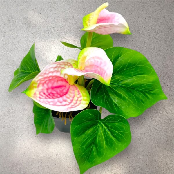 Vibrant Red Anthurium Artificial Plant in Black Pot - Image 6