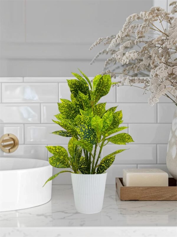 Aglonema Plant
