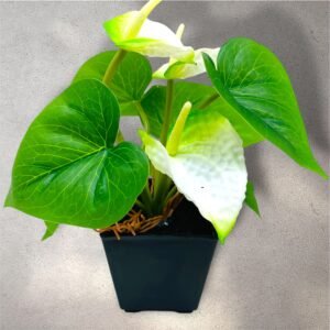 Faux Anthurium Plant