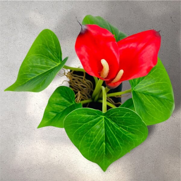 Vibrant Red Anthurium Artificial Plant in Black Pot - Image 6
