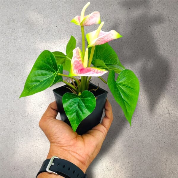 Vibrant Red Anthurium Artificial Plant in Black Pot - Image 5