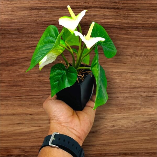 Faux Anthurium Plant in Black Pot - Image 3