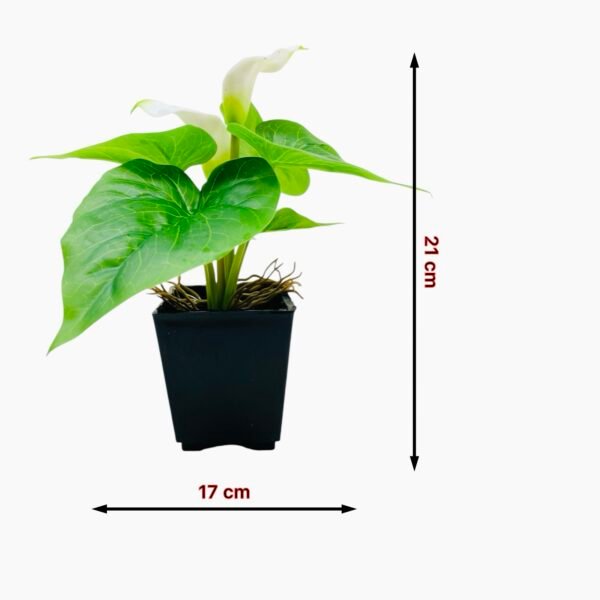 Faux White Calla Lily Plant in Black Pot - Image 4