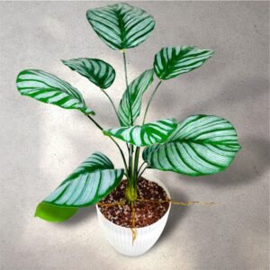 Artificial Calathea Orbifolia