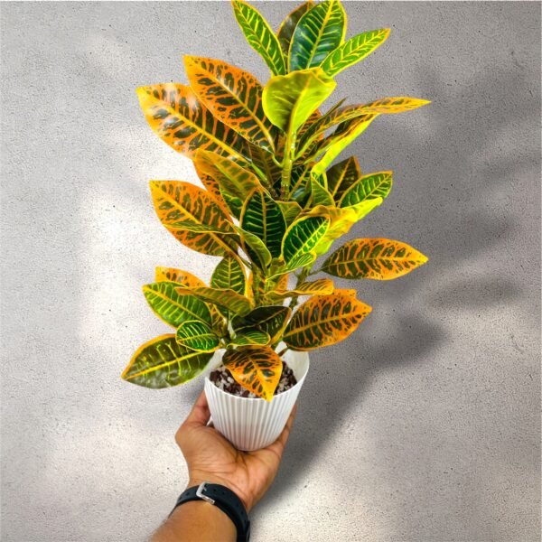 Tall Artificial Croton Plant in White Pot - Image 5