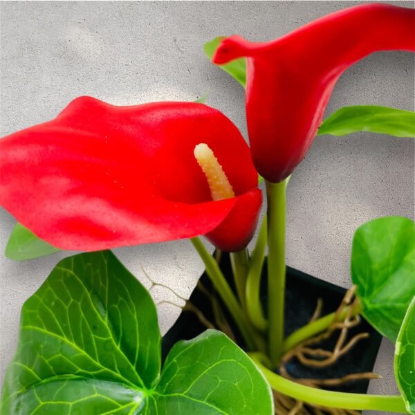 Vibrant Red Anthurium Artificial Plant in Black Pot - Image 4