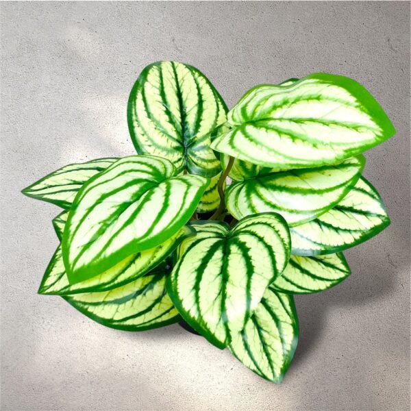 Artificial Caladium Plant with Realistic Green Leaves in Black Pot - Image 4