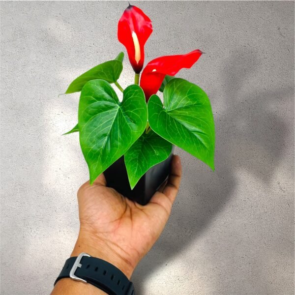 Vibrant Red Anthurium Artificial Plant in Black Pot - Image 3
