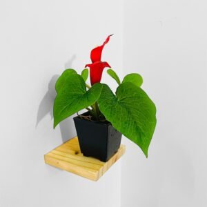Vibrant Red Anthurium Artificial Plant