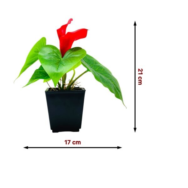 Vibrant Red Anthurium Artificial Plant in Black Pot - Image 2