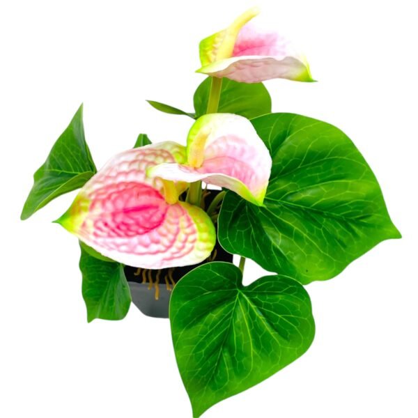 Vibrant Red Anthurium Artificial Plant in Black Pot - Image 2